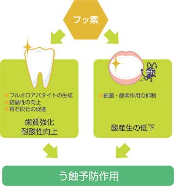 なぜフッ素はむし歯予防に効果があるのか?